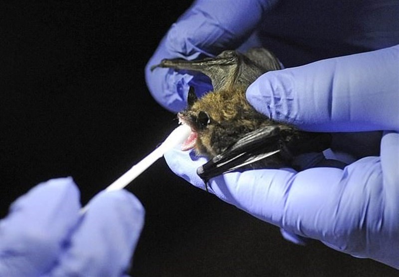 یافته‌های جدید از زندگی 70 ساله خفاش‌ها با ویروس کرونا