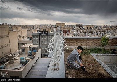 علی 12 ساله در محله ایران مشغول کاشت بذر در باغچه واقع در پشت بام است.