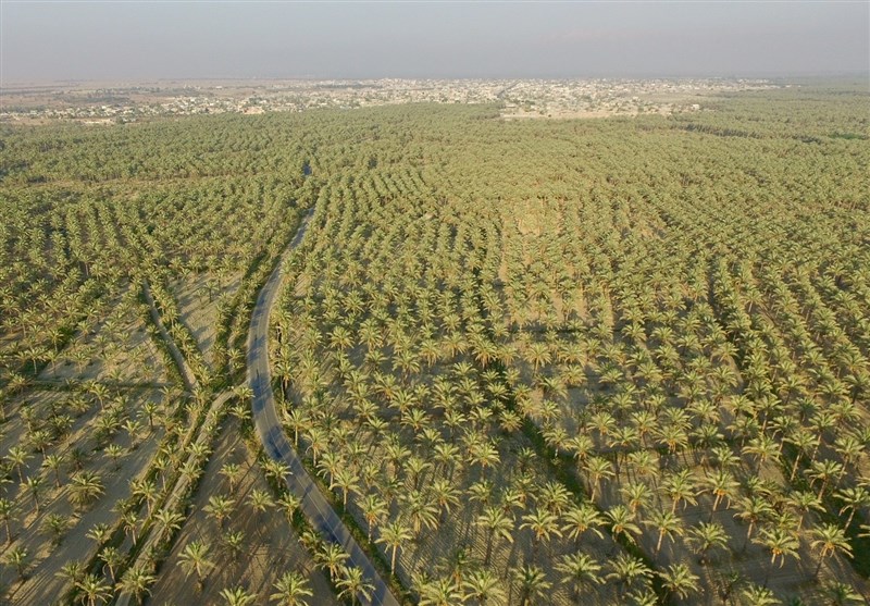 سرمایه‌گذاری850 میلیارد تومانی برای جهش تولید در بخش کشاورزی استان بوشهر