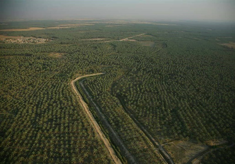 1.5 میلیون تن انواع محصولات کشاورزی و دامی در استان بوشهر تولید شد