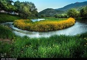 شکوفه های بهاری در شهر الشتر روستای هنام-لرستان