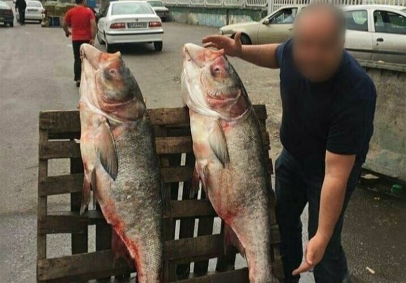 صید ماهی‌های 40 کیلویی از رودخانه سفیدرود رشت تکذیب شد