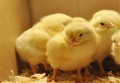 میزان جوجه ریزی در مرغداری‌ها به 130 میلیون قطعه رسید/ تکذیب پیامک کمبود مرغ به نمایندگان مجلس