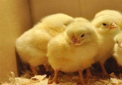  صادرات جوجه یک روزه و تخم مرغ نطفه دار آزاد شد+سند 