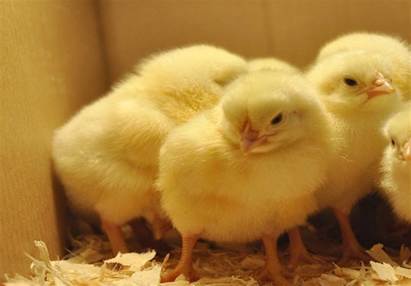 قاچاق جوجه یک روزه عامل کاهش تولید مرغ/ فروش جوجه یک روزه در مرزهای غرب کشور با قیمت 18 هزارتومان!
