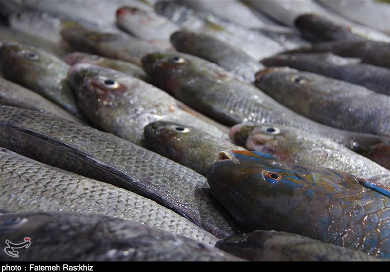 7.5 تُن ماهی قاچاق در آب‌های کیش کشف شد