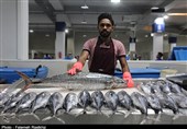 عرضه ماهی در قایقها و خیابانهای بندرعباس ممنوع شد