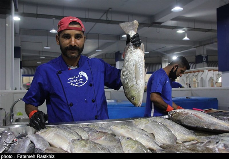بازار جدید ماهی فروشان بندرعباس از دریچه دوربین تسنیم + تصاویر