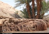 احیای باغات کشاورزی استان کرمان به 500 میلیارد تومان تسهیلات نیاز دارد
