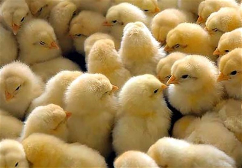افزایش 20 درصدی عملیات جوجه ریزی در مرغداری ها