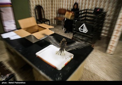 بازگشت بال سیاه به دامان طبیعت