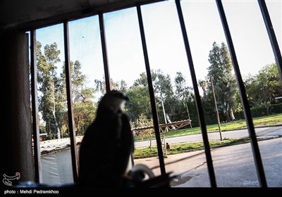 بازگشت بال سیاه به دامان طبیعت