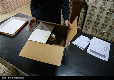 بازگشت بال سیاه به دامان طبیعت