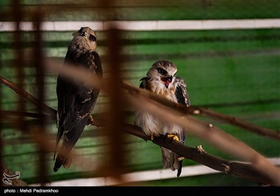 بازگشت بال سیاه به دامان طبیعت