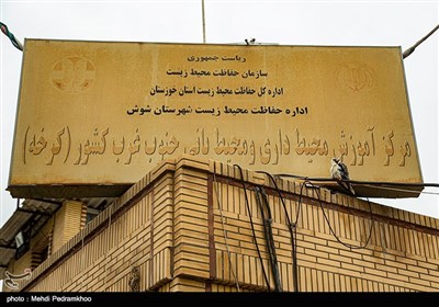 بازگشت بال سیاه به دامان طبیعت