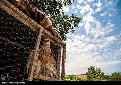 بازگشت بال سیاه به دامان طبیعت