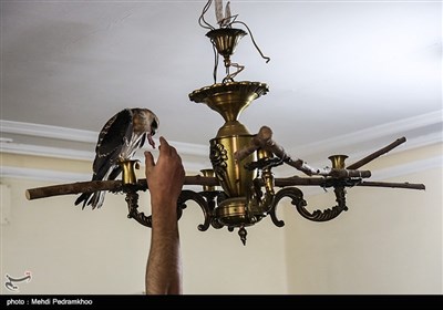 بازگشت بال سیاه به دامان طبیعت