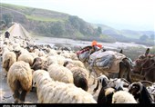 کوچ زودهنگام پاییزی در اردبیل