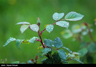 پس از باران - سنندج