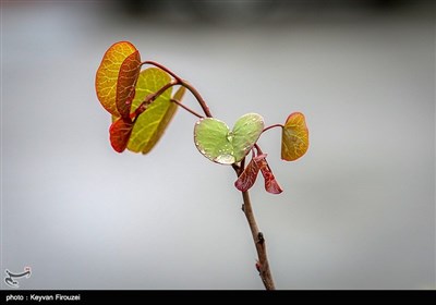 پس از باران - سنندج