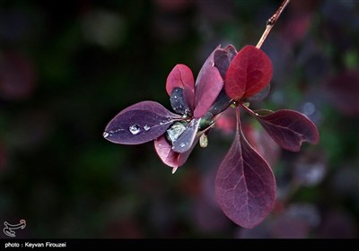 پس از باران - سنندج