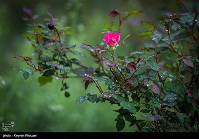 پس از باران - سنندج