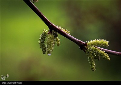 پس از باران - سنندج