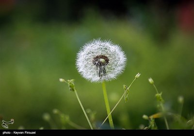 پس از باران - سنندج