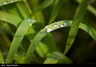 پس از باران - سنندج