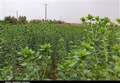 تنوع گیاهی در ایران 2.5 برابر اروپا/گیاهان دارویی بر سفره مردم آورده شود