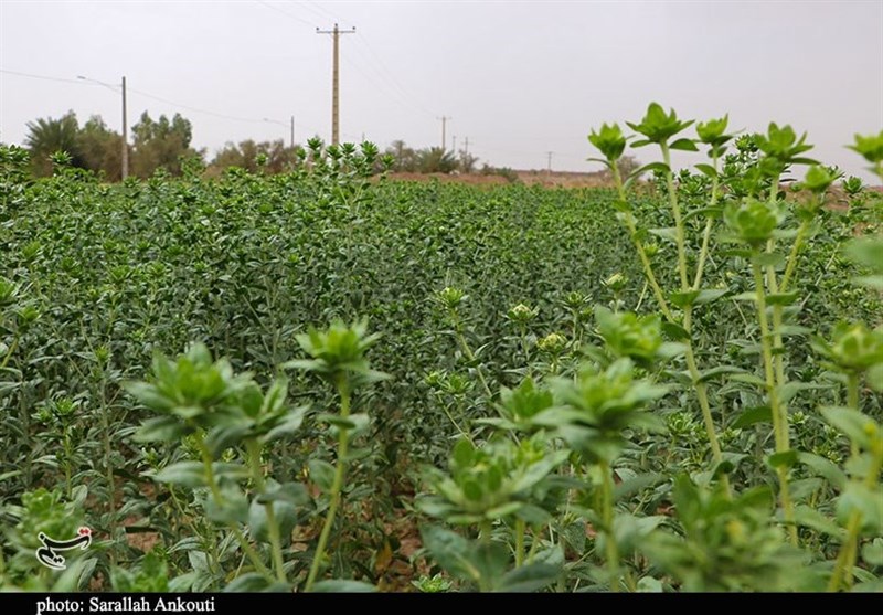 تنوع گیاهی در ایران 2.5 برابر اروپا/گیاهان دارویی بر سفره مردم آورده شود