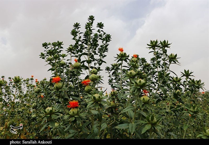 استان کرمان , کشاورزی , 