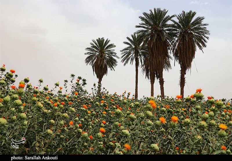 کرمان| جادوی رنگ‌ها در مزارع گل خشت شهداد به روایت تصویر
