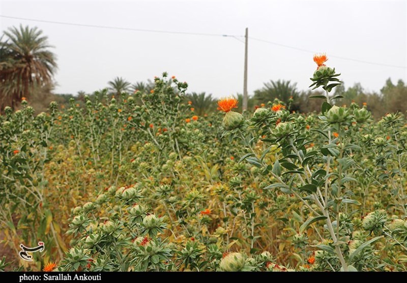 استان کرمان , کشاورزی , 