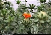 تولیدکنندگان گیاهان دارویی آذربایجان‌غربی از تسهیلات بهره‌مند می‌شوند