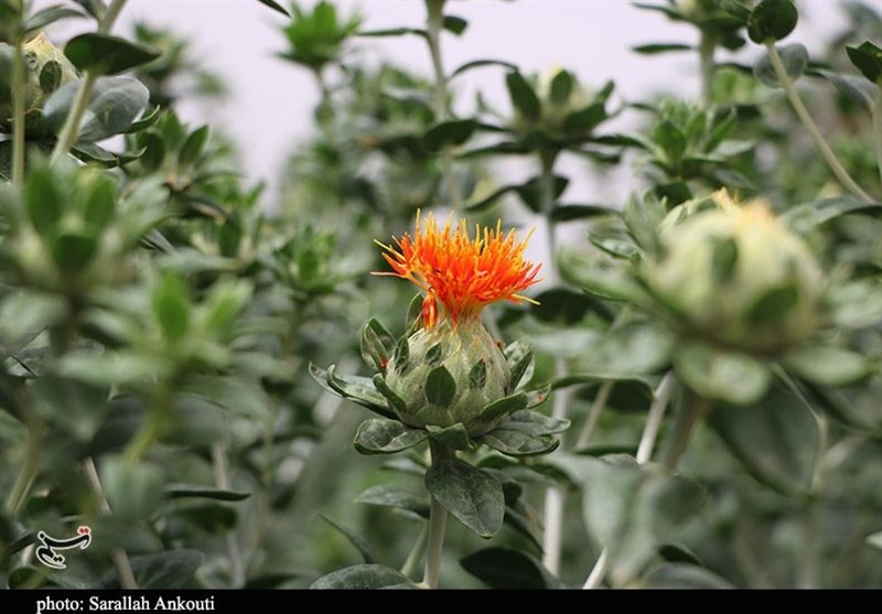 تولیدکنندگان گیاهان دارویی آذربایجان‌غربی از تسهیلات بهره‌مند می‌شوند