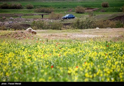 مزارع کلزا در کرمانشاه