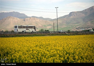 مزارع کلزا در کرمانشاه