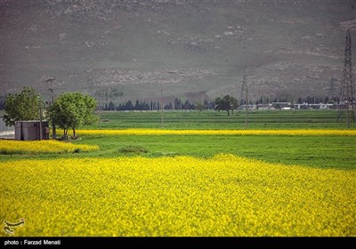 مزارع کلزا در کرمانشاه