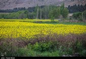 سازمان جهاد کشاورزی زنجان در نهادینه کردن کاشت کلزا در استان ضعیف عمل می‌کند