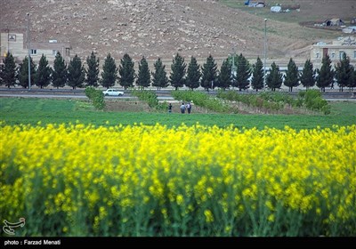 مزارع کلزا در کرمانشاه