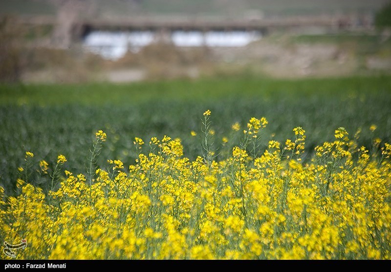 ‌تلاش کشاورزان اردبیلی برای خود‌کفایی ایران در تولید دانه‌های روغنی + فیلم