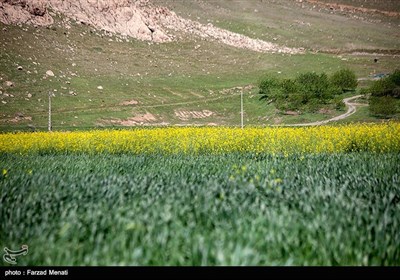 مزارع کلزا در کرمانشاه