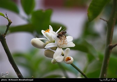 حال و هوای بهاری در شهر تهران