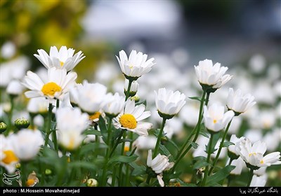 حال و هوای بهاری در شهر تهران