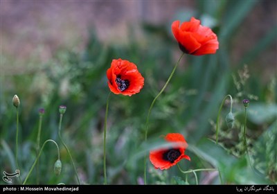 حال و هوای بهاری در شهر تهران