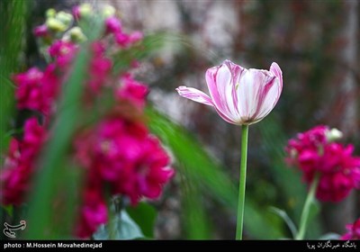 حال و هوای بهاری در شهر تهران