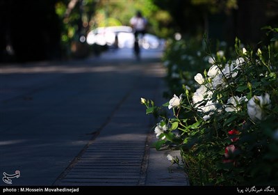 حال و هوای بهاری در شهر تهران