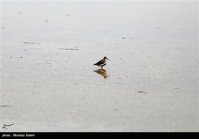 تالاب گاوخونی اصفهان
