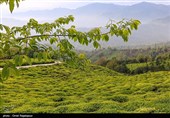 گیلان| بهره‌برداری از پروژه‌های صنعت چای در هفته دولت؛ روند به‌زراعی باغات چای سرعت می‌گیرد